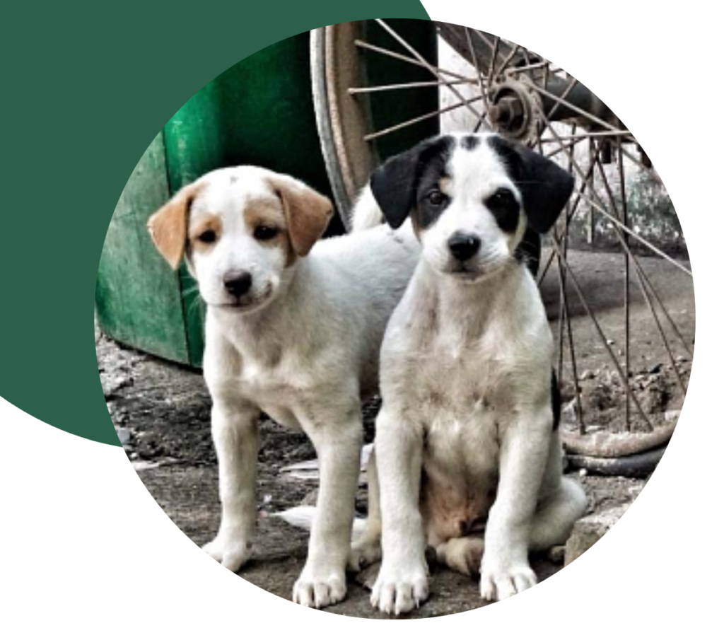Animal Welfare – Janm Foundation